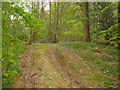 Woodland track into Little Tongs Wood