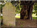 NY7863 : Gravestone & ancient yew, St Cuthbert's Church, Beltingham by Andrew Curtis