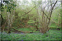 TQ1928 : Coppiced trees and bluebells by N Chadwick