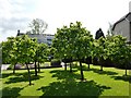 Trees in blossom, Dartington Hall