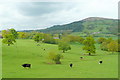 Beef pasture in the Monnow valley