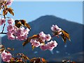 Cherry blossoms as remnant snows depart