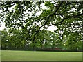 Field surrounded by trees