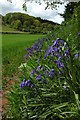 Bluebells near Littledean