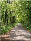 ST2214 : Avenue of beech trees, north of Otterford by Derek Harper