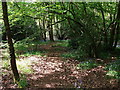 Bluebells in The Birchleys