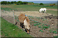 Ponies on High Hill