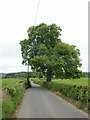 Oak near eastern end of Henllys Lane, Newport