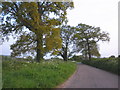 Minor road, south of Ottery St Mary