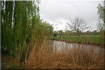 TQ1730 : Pond, Horsham Park by N Chadwick