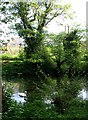 Swans on little lake