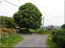 H4180 : Tree, Gortnacreagh by Kenneth  Allen