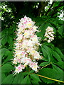 Horse Chestnut blossom