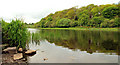 Spring on the Quoile Pondage, Downpatrick