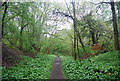 Footpath towards the River Arun