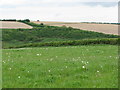 Fields near Cattistock