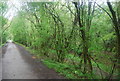 Trees by the Downs Link