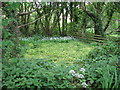 Overgrown pond in Matravers