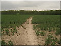 Footpath towards Rook Birch Wood