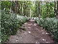 Path to Three Cornered Copse