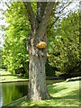 Willow tree with fungus by the lake at Kearsney Abbey