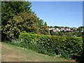 Bushes at Three Cornered Copse