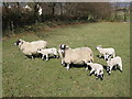 Swaledale sheep and lambs near New House