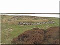 ND0455 : Sheep Stell at Loch Shurrery by david glass