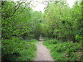 Footpath through River Wood