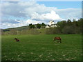 Horses at Tordarroch