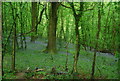 Bluebells by the Downs Link