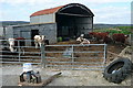 R2164 : Stock at Breaghva by Graham Horn