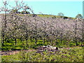 Flowering apple orchard