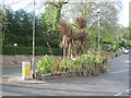 Flower beds on traffic Island in Wellswood centre