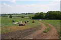 Cattle, Stoney Banks