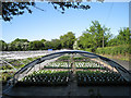 Polytunnels, Hawkesmill Nurseries