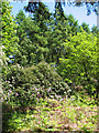 Flowering rhododendrons in Mill Heath