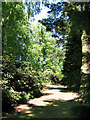 Sun-dappled path in Mill Heath