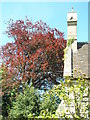 Trees at All Saints, Stoke Wake