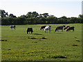 Paddocks, Chesterton Farm