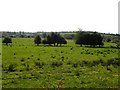 Tiraffy Townland