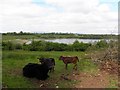 Clonmin Lough