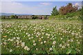 Dandelions, Near Cliffe House