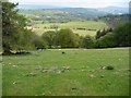 Hillside below Caerau Uchaf