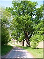 Oaks at the roadside