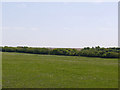 Field near Hengwrt farm