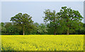 Rape field near Brewood, Staffordshire