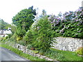 Lovely Hedges by roadside Milton