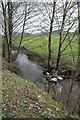 Tree in the brook