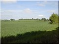 N9056 : Landscape, Co Meath by C O'Flanagan
